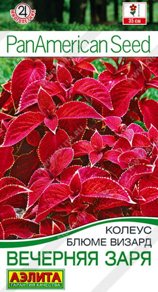 Buntnessel "Evening Glow" Buntnessel "Evening Glow"